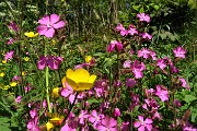 Spettacolo di fiori ai prati della Pigolotta di Valtorta il 9 maggio 2020  - FOTOGALLERY